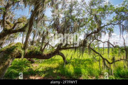 Lebende Eiche mit spanischer Moos überhängend grünes Feld in Myakka River State Park in der US-amerikanischen Stadt Stockfoto