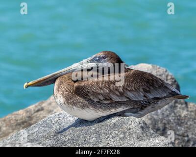 Nahaufnahme von Brown Pelican am Venice Jetty am Golf von Mexiko in Venedig, Florida, USA Stockfoto