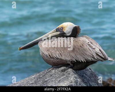 Nahaufnahme von Brown Pelican am Venice Jetty am Golf von Mexiko in Venedig, Florida, USA Stockfoto