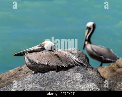 Braune Pelikane an der Anlegestelle von Venedig am Golf von Mexiko in Venedig, Florida, USA Stockfoto