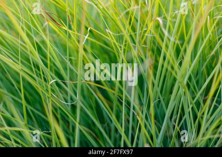Hellgrünes Gras Hintergrund, Vollformat Stockfoto