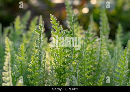 Schafgarbe im Garten (Achillea sp.) Stockfoto