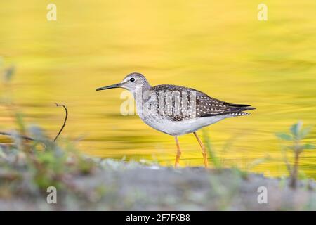 Kleine Yellowlegs (Tringa flavipes), die im Fluss auf Nahrungssuche gehen - goldgelbes Laub, das Herbstfarben auf dem Wasser reflektiert Stockfoto