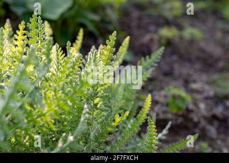 Nahaufnahme von sonnendurchfluteten Fernern in einem natürlichen Garten Stockfoto