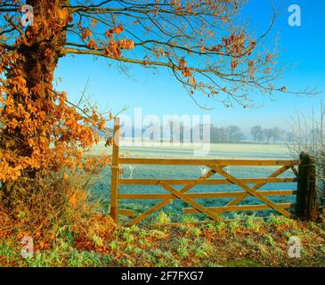 Großbritannien, Eichenbaum und Feldtor am frostigen Morgen Stockfoto