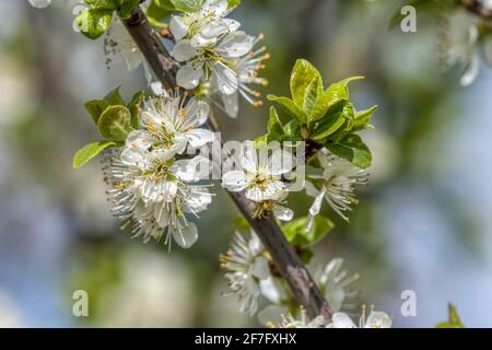 Frühlingsblüte auf einem Schlehen- oder Schlehdornbaum, Prunus spinosa. Stockfoto