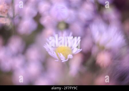 Schöne Blumen auf einer Sommerwiese. Nahaufnahme. Natürliches Foto. Stockfoto