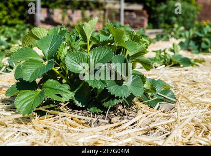 Erdbeerpflanze im Garten Stockfoto