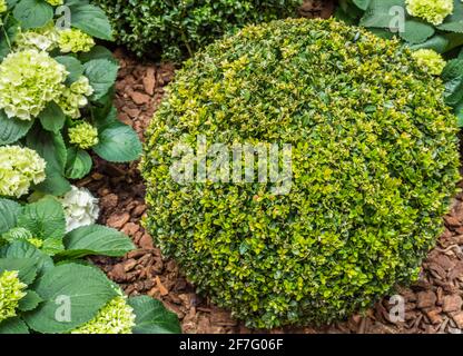 Buxus sempervirens im Garten Stockfoto