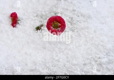 München, Deutschland. April 2021. Eine rote Blütenblüte späht nach einem Schneeschauer aus der kalten weißen Pracht. Kredit: Peter Kneffel/dpa/Alamy Live Nachrichten Stockfoto