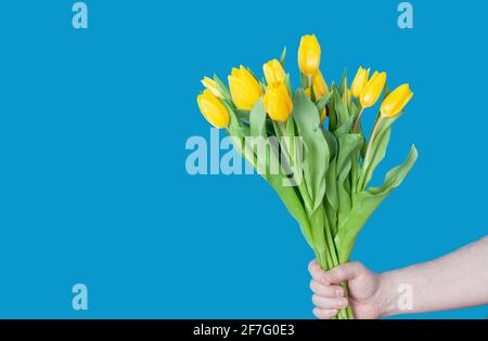 Die mans Hand hält ein Bouquet aus gelben Tulpen auf Ein blauer Hintergrund Stockfoto