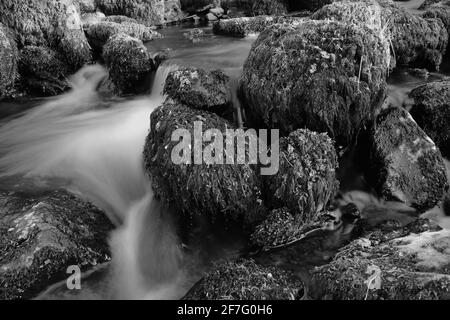Kleiner Bach, Bach oder Bach in den Bergen, der über und zwischen runden Steinen und von Moos bedeckten Felsen fließt und fließt Stockfoto