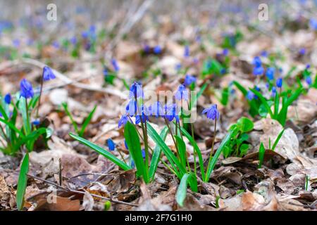 Viele blaue Schneeglöckchen im Wald in verschwommener Schärfe. Selektiver Fokus. Feder. Frühling. Stockfoto