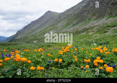 Blaue und gelbe Blüten auf der Alpwiese Stockfoto