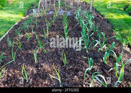 Knoblauch, ElefantenKnoblauch, Zwiebeln im Gemüsebeet mit Kompostmulch im April-Garten in Carmarthenshire West Wales UK KATHY DEWITT Stockfoto