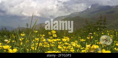 Wildblumen auf der Wiese gegen die Berge und Wolken. Malerisches Panorama. Abgeschwächt Stockfoto