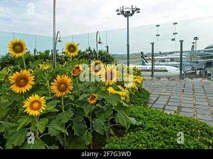 Sunflower Garden auf dem Dach des Terminals 2, Singapore Changi Airport, Singapur Stockfoto