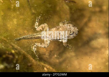 Ausgewachsene Larve der Gelbbauchkröte (Bombina variegata), Chancy, Schweiz Stockfoto