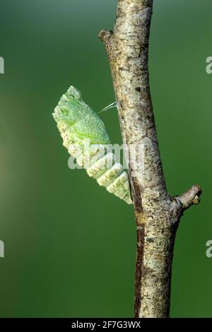Frisch verpuppter Schwalbenschwanzschmetterling der Alten Welt (Papilio machaon), Schweiz Stockfoto