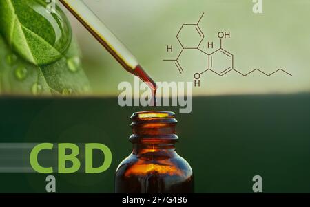 CBD-Hanföl, ein Tropfen, der aus der Pipette tropft. Kräuterbehandlung, alternative Medizin. Stockfoto