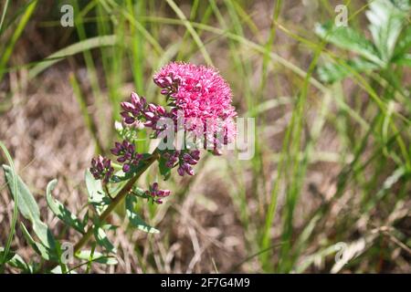 Rosarot-burgunderrote Orpine-Blüte (Hylotephium tephium oder Sedum tephium) auf einer Wiese im Wald. Sommerheilpflanze. Stockfoto