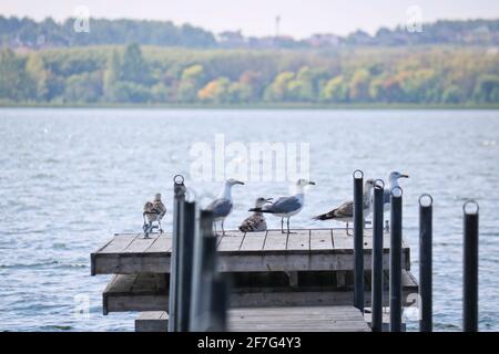 Eine Herde Kaspischer Möwen (Larus cachinnans), jung und alt, sitzt auf dem Pier über dem See. Stockfoto