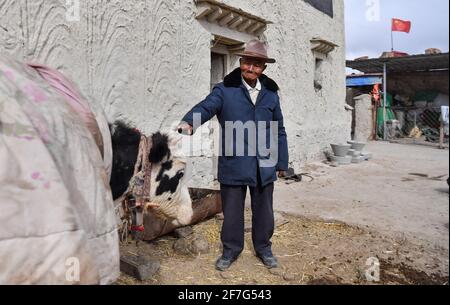 (210407) -- LHASA, 7. April 2021 (Xinhua) -- das Foto vom 22. März 2021 zeigt Tsephel, wie er seine Kuh zu Hause in der Gemeinde Qangka in Lhasa, der Hauptstadt der Autonomen Region Tibet im Südwesten Chinas, füttert. Tsephel, 92 Jahre alt, lebt in der Gemeinde Qangka im Landkreis Lhunzhub in Lhasa. Geboren im Kreis Gyaca in Shannan, wurde er bei der Geburt in Leibeigenschaft geboren. Er und seine Eltern hatten oft ein Leben ohne genügend Nahrung und in zerlumpten Kleidern geführt. Nach dem Tod seiner Eltern musste Tsephel ein umherstreifendes Leben beginnen, um nicht von Leibeigenen gefangen zu werden. „Sobald wir von den Leibeigenen erwischt worden waren, würden sie wahrscheinlich ausguckt Stockfoto