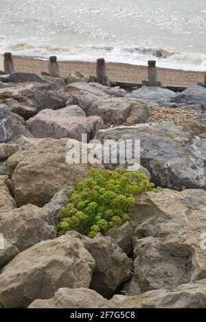 Pflanzen wachsen zwischen großen Felsen am Strand Stockfoto