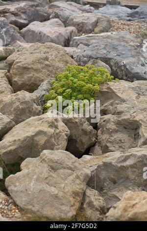 Pflanzen wachsen zwischen großen Felsen am Strand Stockfoto