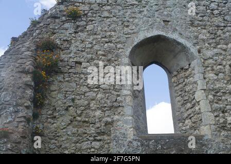 Wandblumen in einer Burgmauer Stockfoto