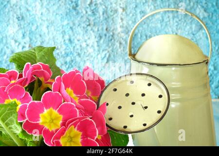 Gartenarbeit im Frühling, blühende Blumen und Gießkanne, Gartenarbeit Mock up, gute Kopiefläche Stockfoto