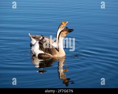 Gänsepaar schwimmend auf blauem Wasser Stockfoto