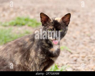 Grizzly Katze zeigt seine Zunge Stockfoto