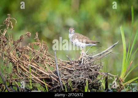 Gefleckte Sandpiper, die in der Nähe der Küste entlang des St. Lawrence River nach Nahrung schnapft. Stockfoto