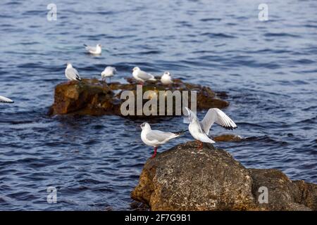 Möwen sitzen an einem felsigen Ufer gegen das Meer. Das Konzept des Wildtierschutzes. Stockfoto