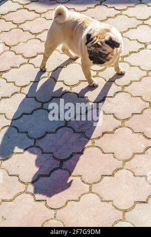 Der Mops steht auf dem Asphalt, seine Zunge hängt heraus und blickt auf seinen Schatten. Lustige Haustiere. Stockfoto