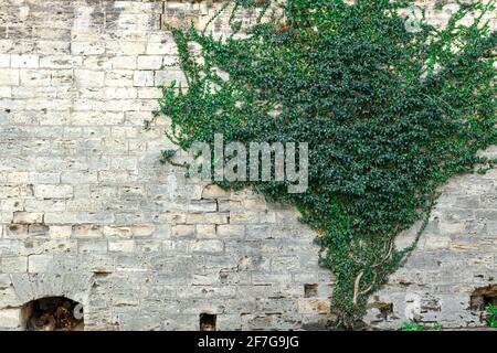 Eine Steinmauer aus altem Mauerwerk, überwuchert mit schleichenden Sträuchern. Ein Fragment der Wand. Stockfoto