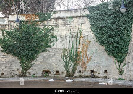 Eine Steinmauer aus altem Mauerwerk, überwuchert mit schleichenden Sträuchern. Ein Fragment der Wand. Stockfoto