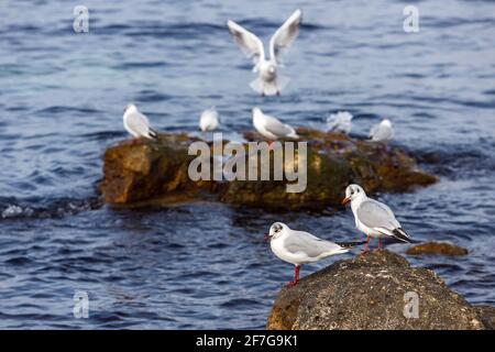 Möwen sitzen an einem felsigen Ufer gegen das Meer. Das Konzept des Wildtierschutzes. Stockfoto