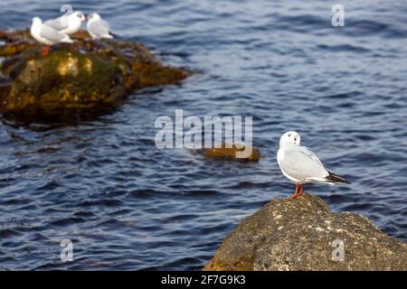 Möwen sitzen an einem felsigen Ufer gegen das Meer. Das Konzept des Wildtierschutzes. Stockfoto