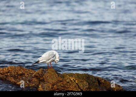 Möwen sitzen an einem felsigen Ufer gegen das Meer. Das Konzept des Wildtierschutzes. Stockfoto