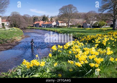 Frühling Narzissen an den Ufern des Flusses Seven at Sinnington Village Stockfoto