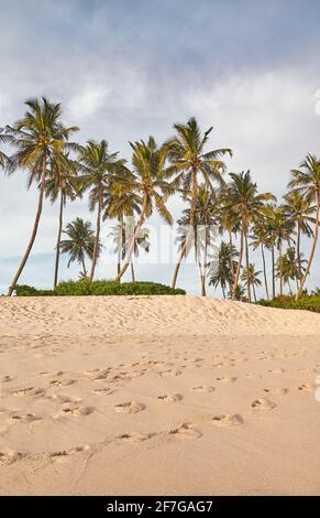 Tropischer Strand mit Kokospalmen bei Sonnenuntergang. Stockfoto