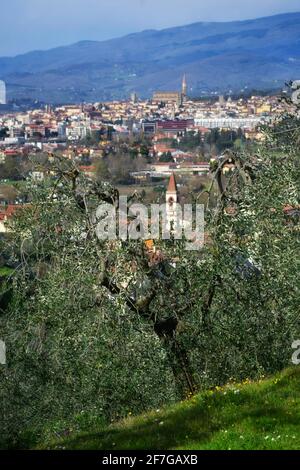 Olivenhain in der toskanischen Landschaft mit Arezzo Stadt auf der Hintergrund zum frühen Frühling Stockfoto