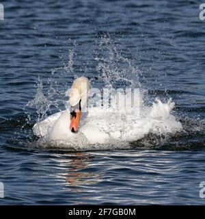 Mute Swan Baden und Preening im klaren Wasser, Norwich, Norfolk, East Anglia, Großbritannien Stockfoto