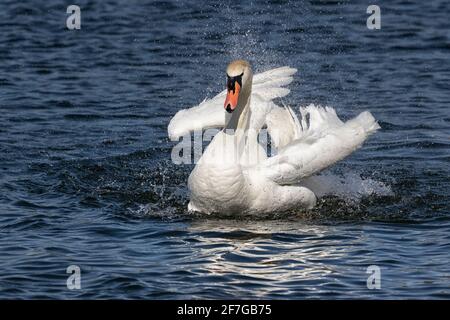 Mute Swan Baden und Preening im klaren Wasser, Norwich, Norfolk, East Anglia, Großbritannien Stockfoto