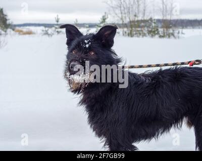 Schwarzer Haustier Hund mit Schnee.. Spielen mit dem Schnee. Liebenswert Hund genießen ihre Zeit, Winter Zeit. Speicherplatz kopieren Stockfoto