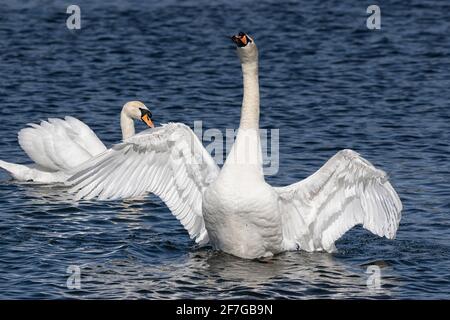 Mute Swan, der während des Preening-Rituals mit ausgestellten Flügeln aufsteht, Norwich, Norfolk, Großbritannien Stockfoto