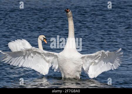 Mute Swan, der während des Preening-Rituals mit ausgestellten Flügeln aufsteht, Norwich, Norfolk, Großbritannien Stockfoto