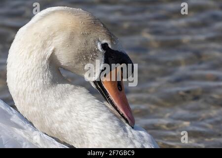 Der stumme Schwan, der im Frühlingssonne seine Federn aufreibt Stockfoto